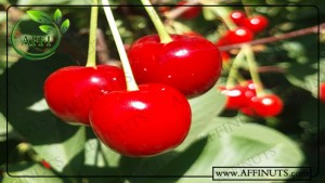 قیمت عمده آلبالو خشکه باکیفیت